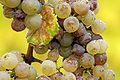 Muffa grigia su grappolo di uva Riesling