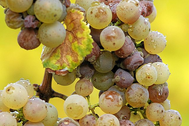 A bunch of Riesling grapes after the onset of noble rot. The difference in colour between affected and unaffected grapes is clearly visible.