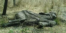 Poached elephant carcass in Bouba Njida National Park in Cameroon. Bouba Njida.jpg