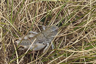 <i>Brachaspis collinus</i> Species of grasshopper