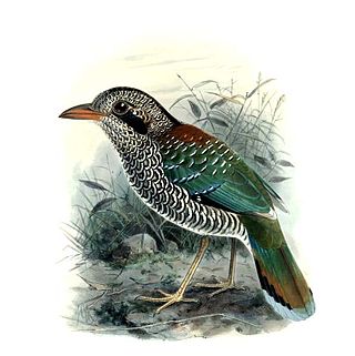 <span class="mw-page-title-main">Scaly ground roller</span> Species of bird endemic to Madagascar