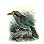 Thumbnail for Scaly ground roller