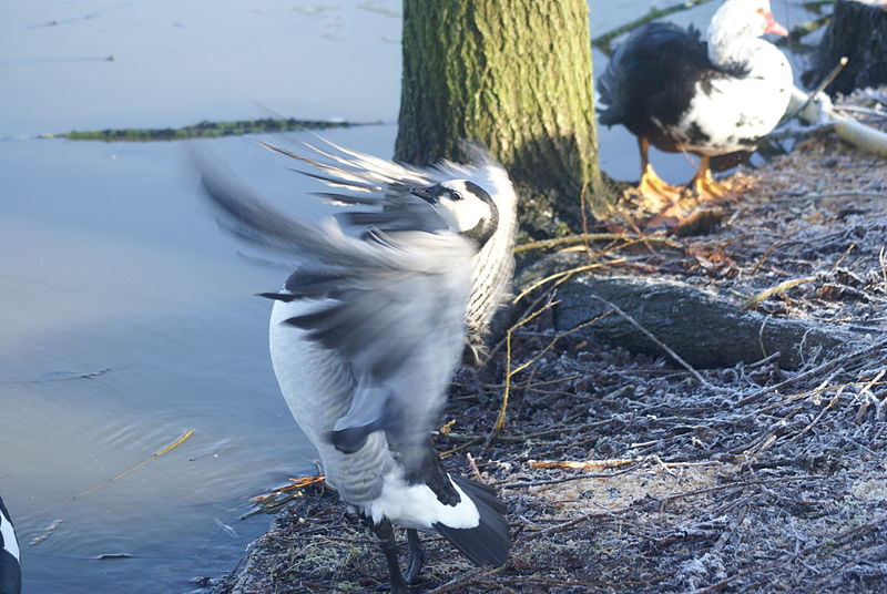 File:Branta leucopsis .R.H. (18).jpg