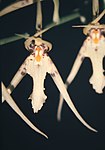 Brassia lanceana Lindley-02. jpg