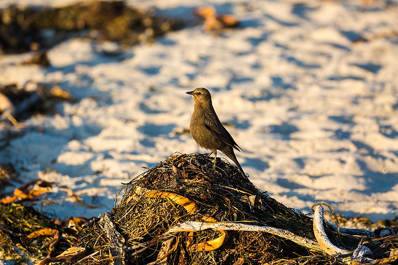 File:Brewer's blackbird (39205715411).jpg