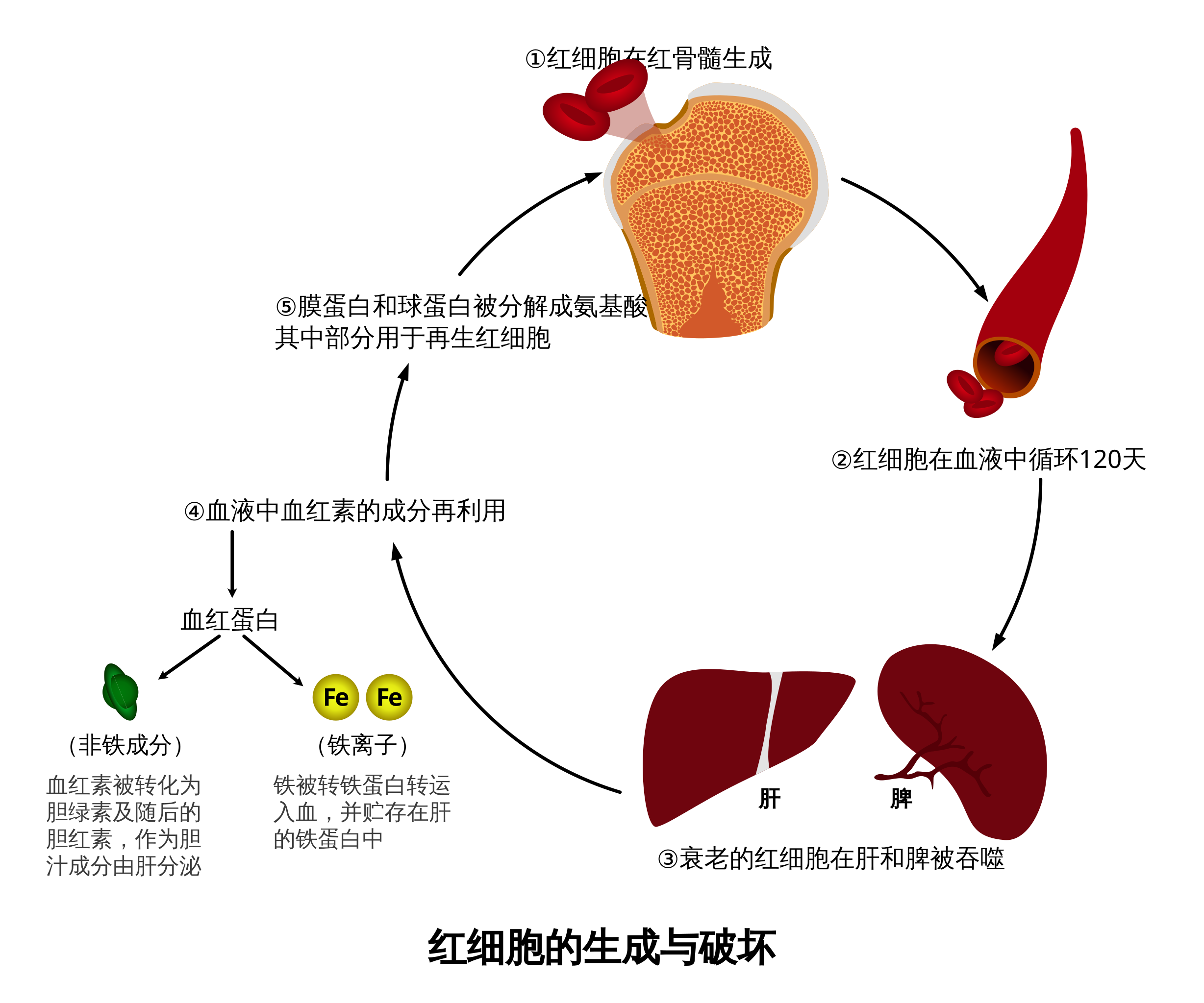File:Brief schematic diagram of the formation and destruction process of red blood cells.svg - Wikimedia