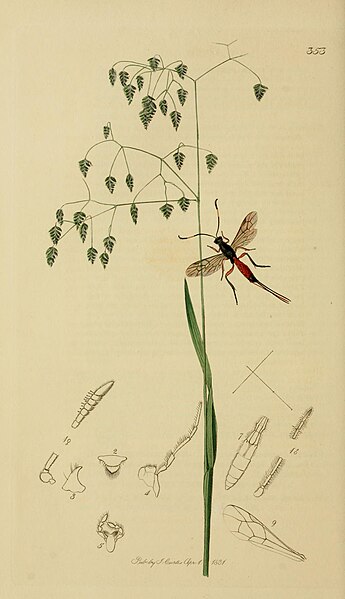 File:British entomology; being illustrations and descriptions of the genera of insects found in Great Britain and Ireland- containing coloured figures from nature of the most rare and beautiful species, (14597615437).jpg