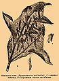 переименовать в File:Brockhaus and Efron Encyclopedic Dictionary b81 473-2.jpg