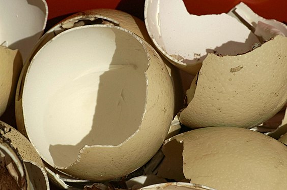 Broken ostrich eggs