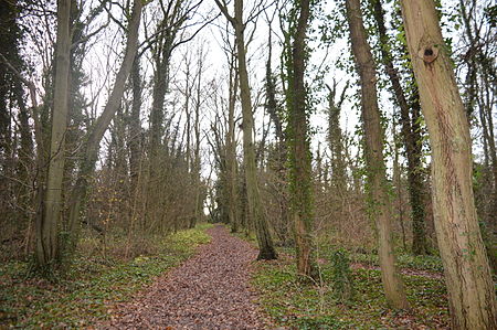 Browns Wood 6