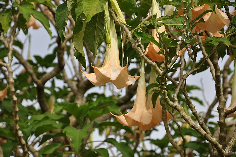 File:Brugmansia Trumpet Flower (11949274785).jpg