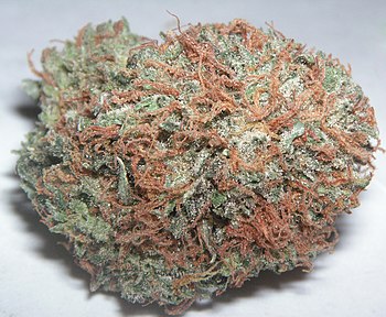 English: one high-quality "bud " nug...