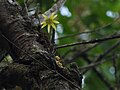 Bulbophyllum fimbriatum