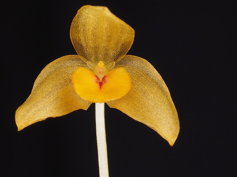 File:Bulbophyllum patella flower (21459279786).jpg