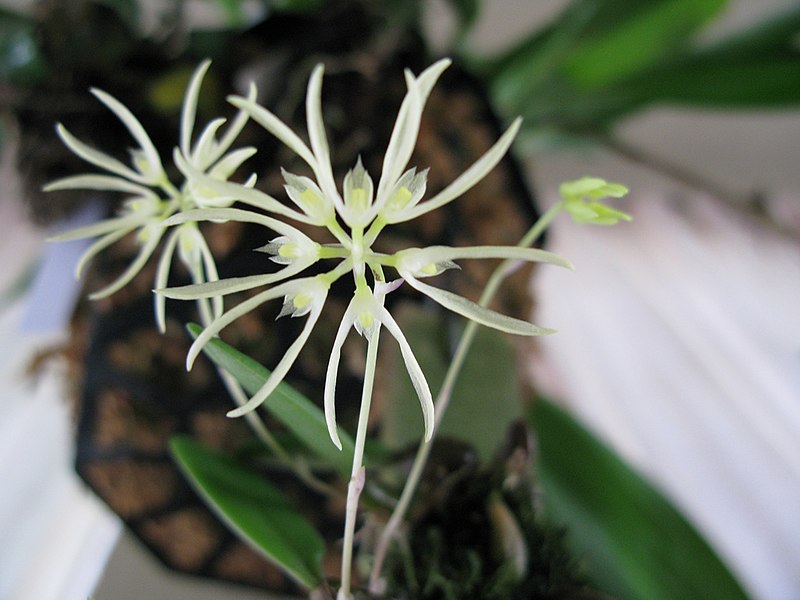 File:Bulbophyllum purpurascens - Flickr 003.jpg