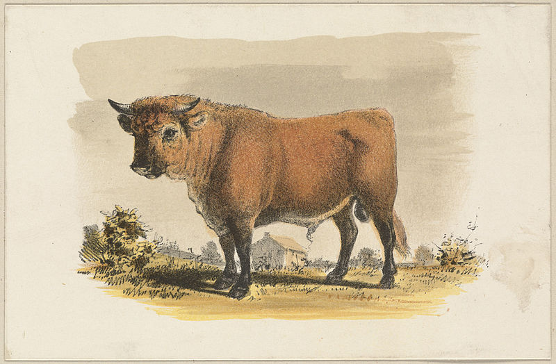 File:Bull by Boston Public Library.jpg