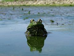 Bullfrog (9558278902).jpg