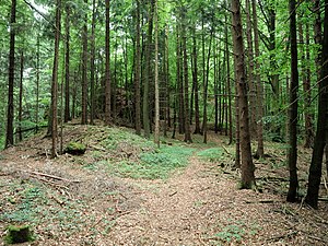 Burgstall Hagfelsen - View of the gate gap of the ring wall