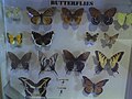 Butterflies on display at Bear Branch Nature Center.jpg