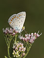 Butterfly Common Blue - Polyommatus icarus 1.jpg