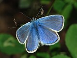 Polyommatus icarus (Lycaenidae) Common Blue