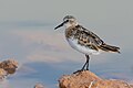 * Nomination Little stint (Calidris minuta) at ThynaI, the copyright holder of this work, hereby publish it under the following license:This image was uploaded as part of Wiki Loves Earth 2024. --El Golli Mohamed 14:51, 29 May 2024 (UTC) * Promotion  Support Good quality. --Uoaei1 15:04, 29 May 2024 (UTC)