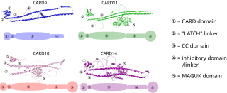 <span class="mw-page-title-main">CARD-CC family</span> Protein family