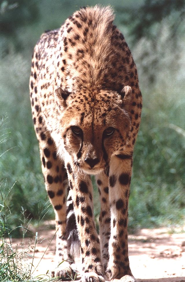 Cheetah - Wikipedia