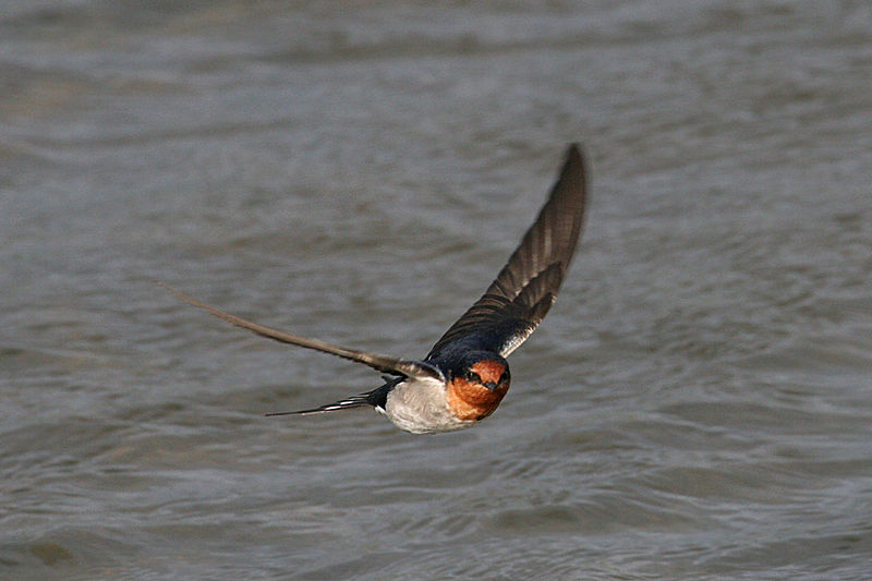 File:CSIRO ScienceImage 3477 Welcome Swallow Flinders Victoria.jpg