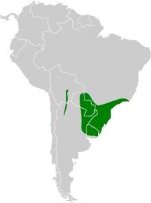 Cacique - Wikipedia