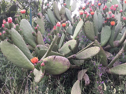 Cactus tree in Rome