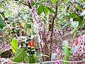 Thumbnail for Coffee production in Guadeloupe