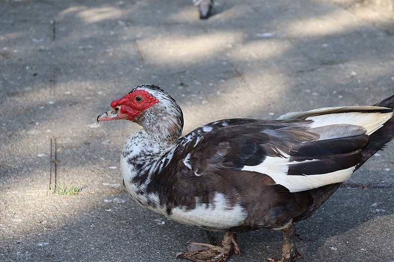 File:Cairina moschata.008 - Arteixo.jpg