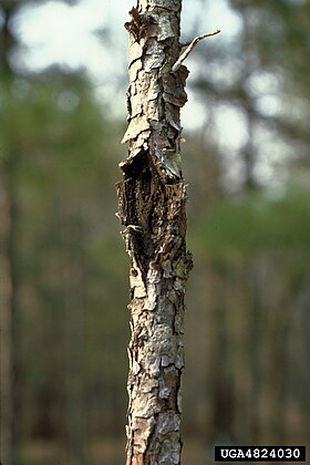 Pinea caliciopsis em Pinus taeda