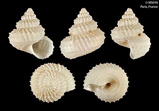 <i>Spinicalliotropis ericius</i> species of mollusc