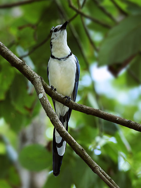 File:Calocitta formosa (Montezuma).jpg