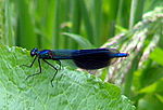 demoiselle