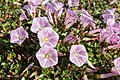 ハマヒルガオ Calystegia soldanella