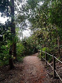 Trail at Rifle Range Nature Park Camino en Rifle Range Nature Park, Singapur 2.jpg