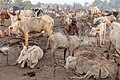 Campamento de ganado de la tribu Mundari, Terekeka, Sudán del Sur, 2024-01-29, DD 47
