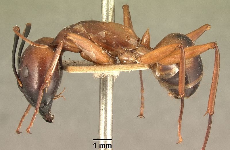 File:Camponotus maculatus casent0101338 profile 1.jpg