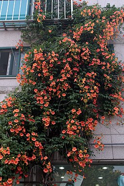 Campsis grandiflora 09 7 3