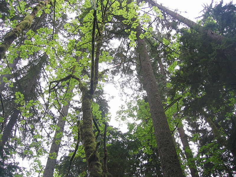 File:CapilanoRiverRegPark-trees.jpg