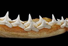 Lower teeth Carcharhinus falciformis lower teeth.jpg