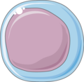 Lymphocyte 5