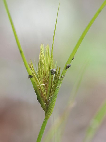 File:Carex bohemica kayaturisg05.jpg