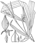 Carex careyana BB-1913.png