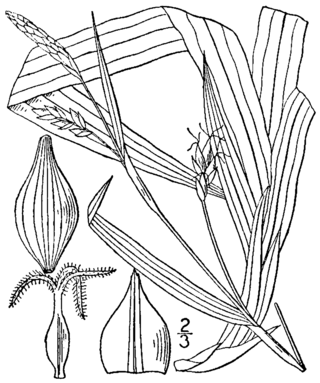 <i>Carex careyana</i> Species of grass-like plant