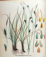 Carex hornschuchiana — Flora Batava — Volume v18.jpg