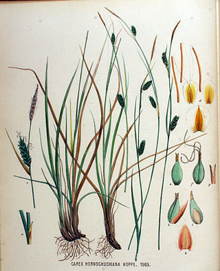 <i>Carex hostiana</i> Species of flowering plant